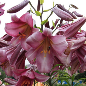 Лилия Пинк Перфекшн  